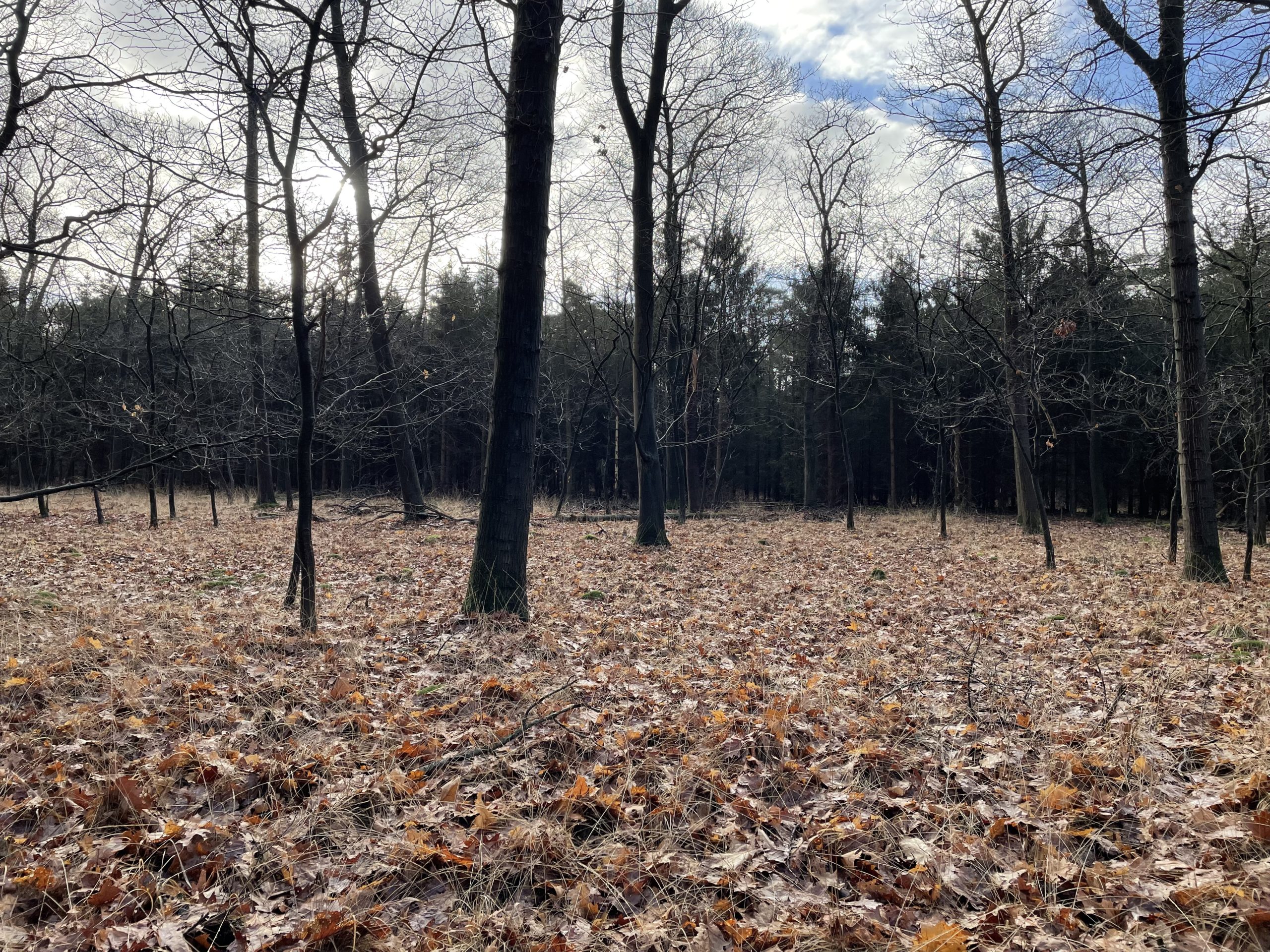der winterliche Wald